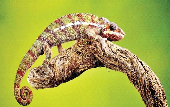 Bagaimana Cara Bunglon Mengubah Warna Tubuhnya Belajar Sampai Mati