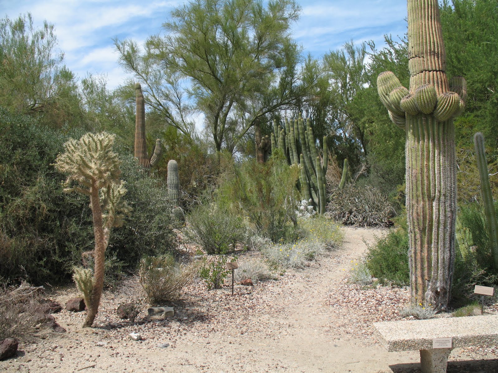 PicturesPool Desert Plants,Flowers,Trees