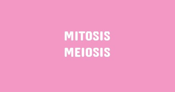 Pembelahan Mitosis dan Meiosis Tahapan, Persamaan, dan