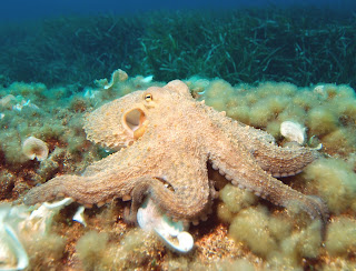 Bayağı ahtapot (Octopus vulgaris)