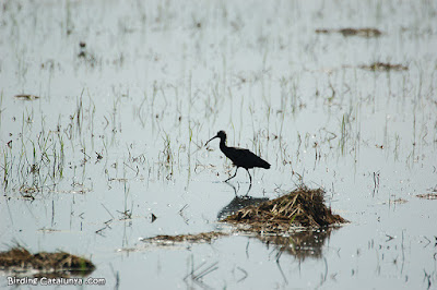 Morito (Plegadis falcinellus)