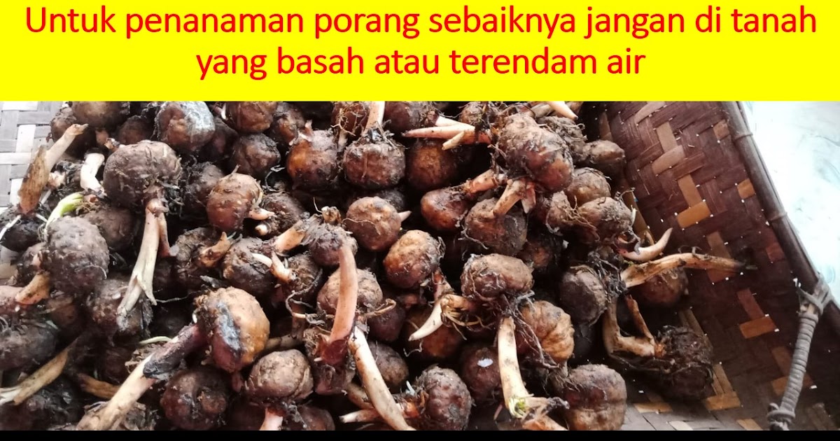 Budidaya Porang Dari Katak,082281150149