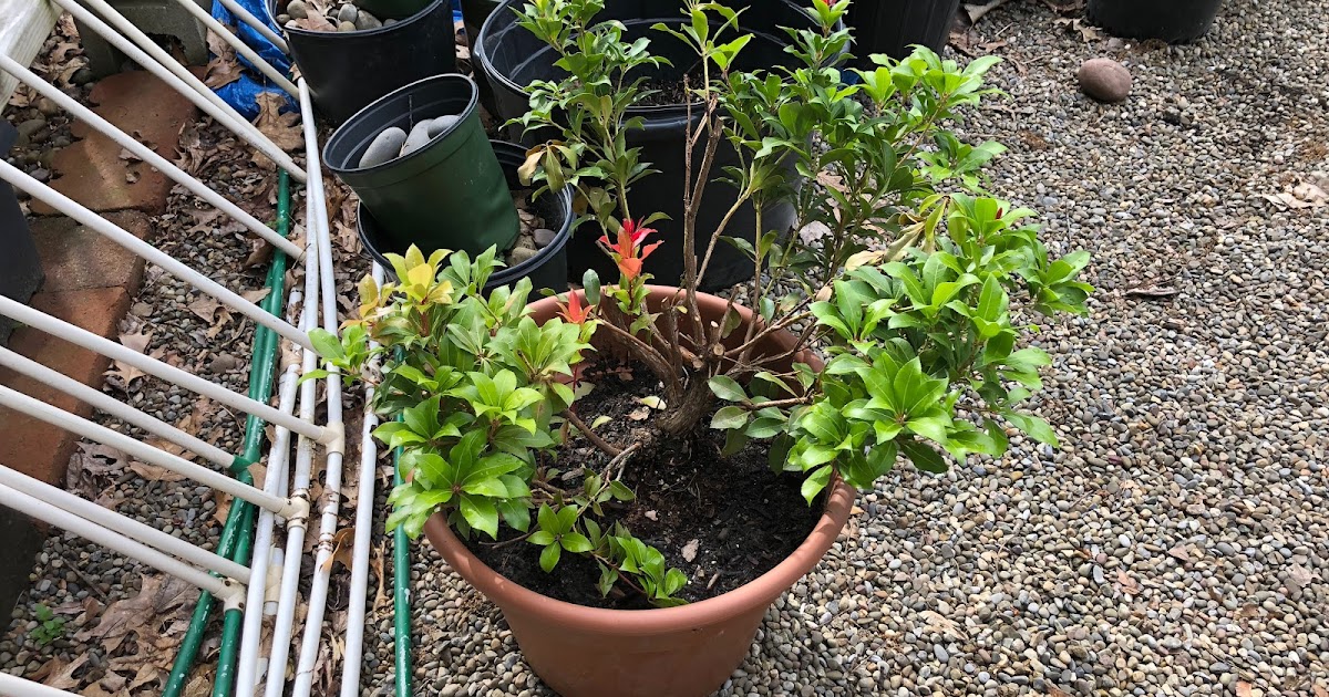 Spiraea Betulifolia Tor Birch Leaved Spirea Spirea Plants