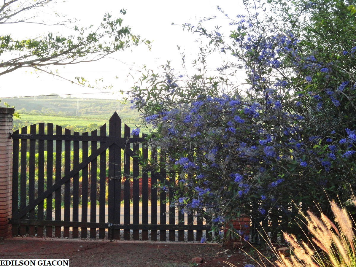 Viveiro Ciprest - Plantas Nativas e Exóticas: Petreia ou Flor de São Miguel  Azul ( Petrea (subserrata) volubilis )