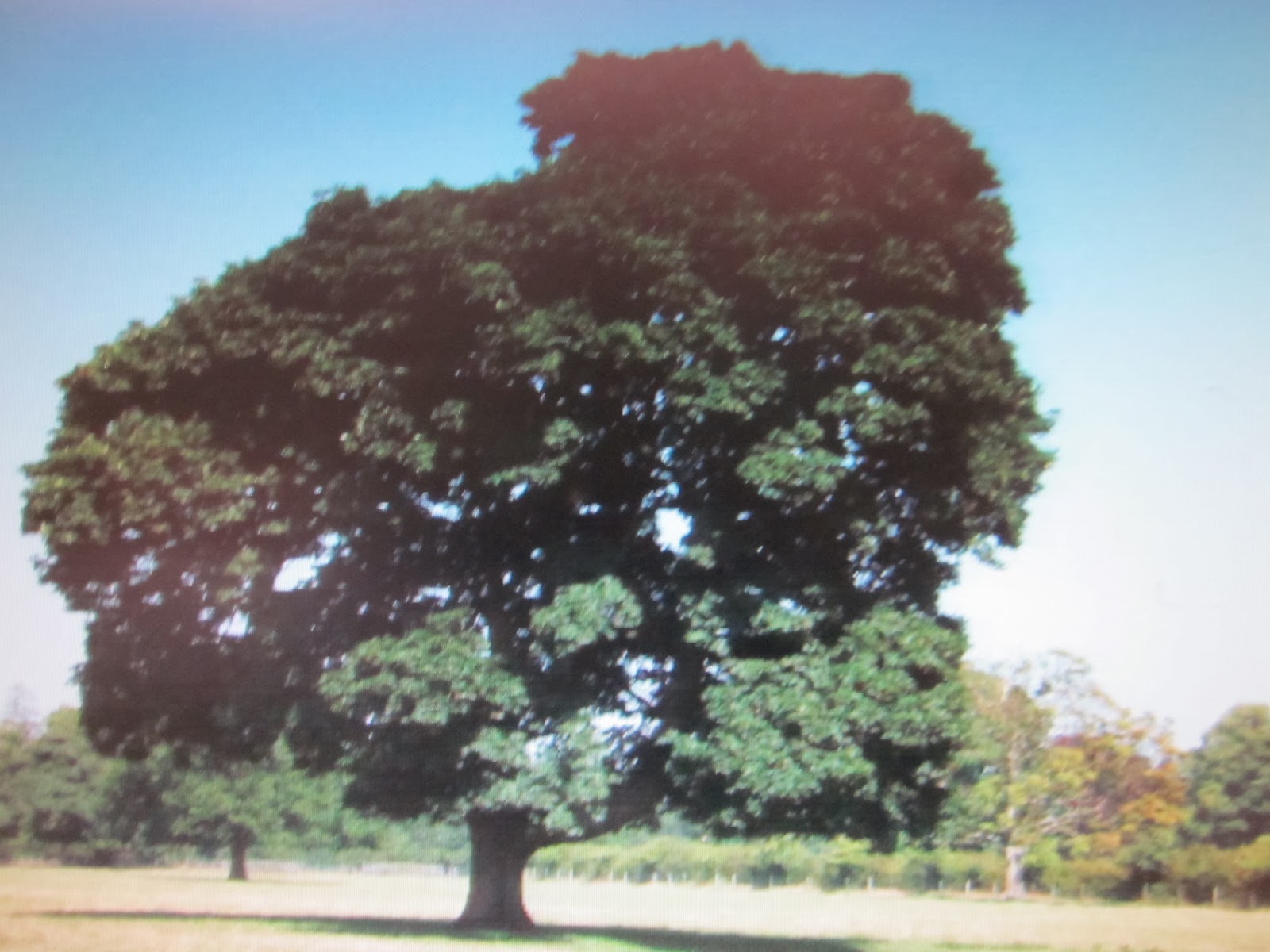 old sycamore tree