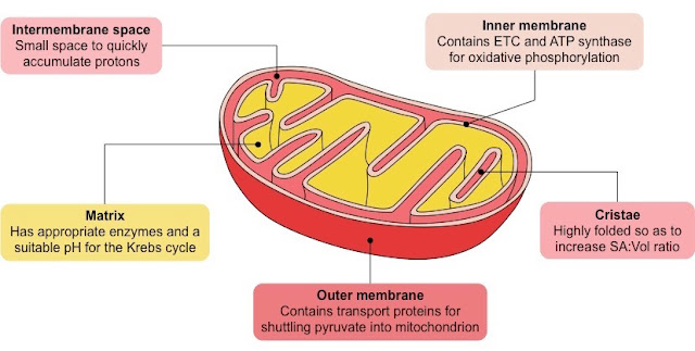 What is Mitochondria and Its Function ~ MediMolt