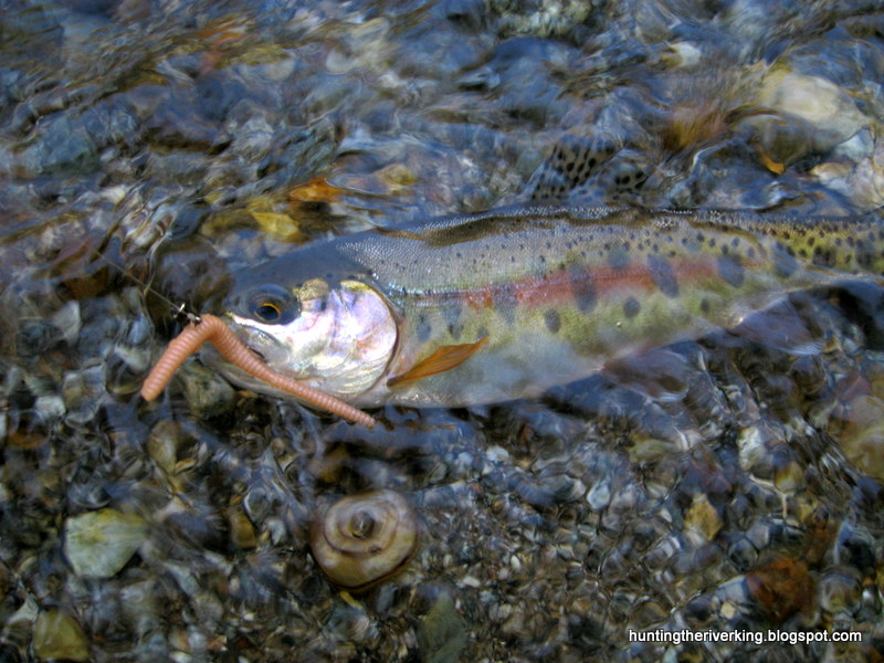 Trout Trout Trout Hunting the River King