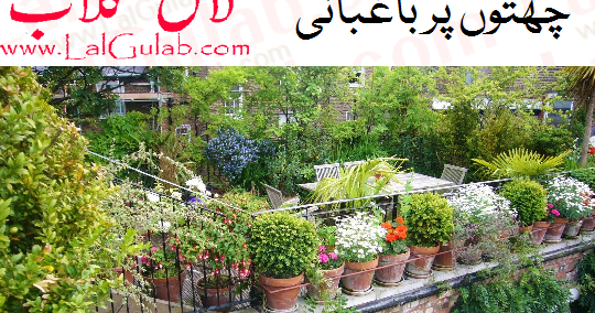 Roof garden essay image