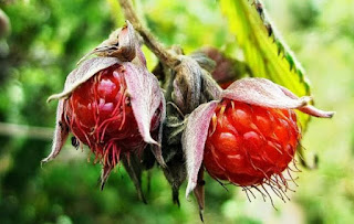 Berry hutan atau arbei