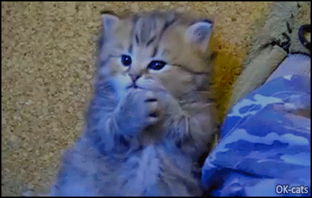 Cute Kitten GIF • Grooming time for this cute fluffy Persian kitten with his big tongue Cute Kitten GIF • Grooming time for this cute fluffy Persian kitten with his big tongue