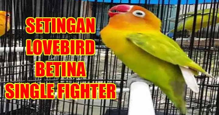 Settingan Burung Lovebird Betina Single Fighter Purwomp Com