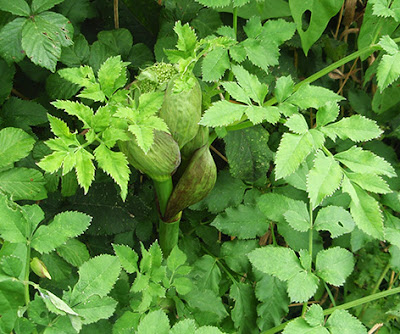 Angélica (Angelica sylvestris)