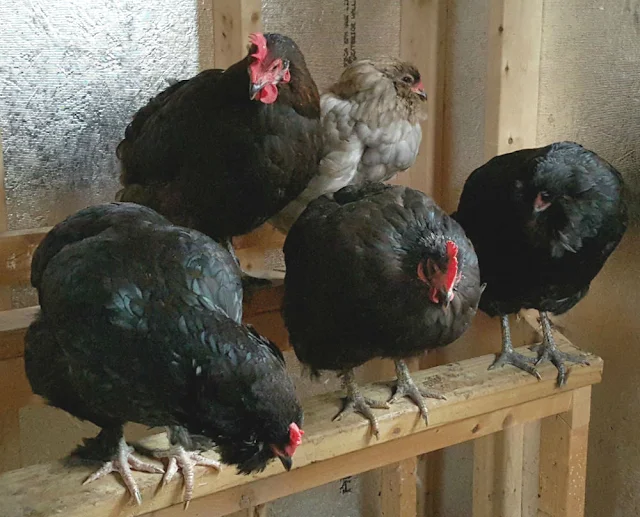 All about Roosting Bars in your Chicken Coop Fresh Eggs Daily® with