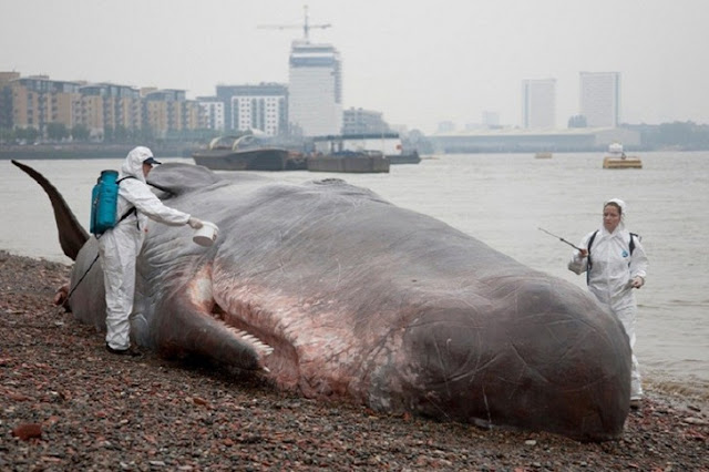 9 Strangest Ocean Phenomena You Wouldn't Believe Actually Exists!