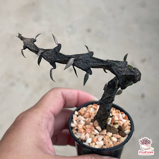 ไม้อวบน้ำ เซโรพีเจีย มังกรดำ Ceropegia bosseri
