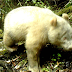 Albino Panda - The Only One In The World (Caught on Camera)