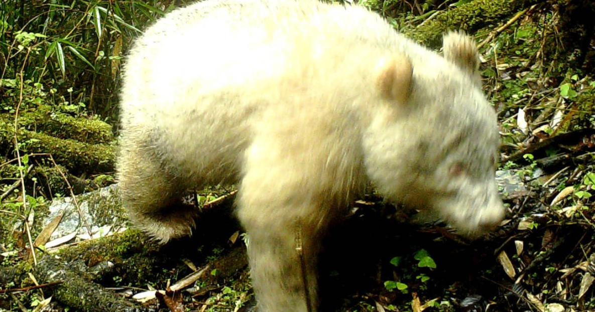 Albino Panda - The Only One In The World (Caught on Camera) - Aussie Pete