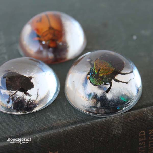 Beetles or bugs in clear resin for paperweights or pendants