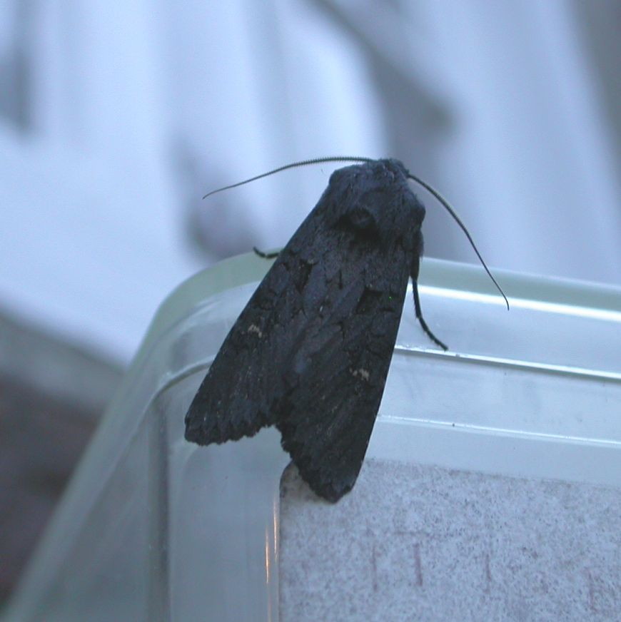 Black Moth Identification
