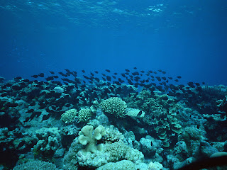 minerals on the sea bed, beautiful under water minerals and fish ocean bed river bed, ocean floor