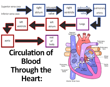 NUESTRO BLOG CEIP ESPARTALES Alcalá de Henares: Circulation blood flow