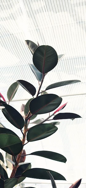 تحميل خلفيات نبات 2020 فائقة الجودة Hd تحميل فوري بدون انتظار