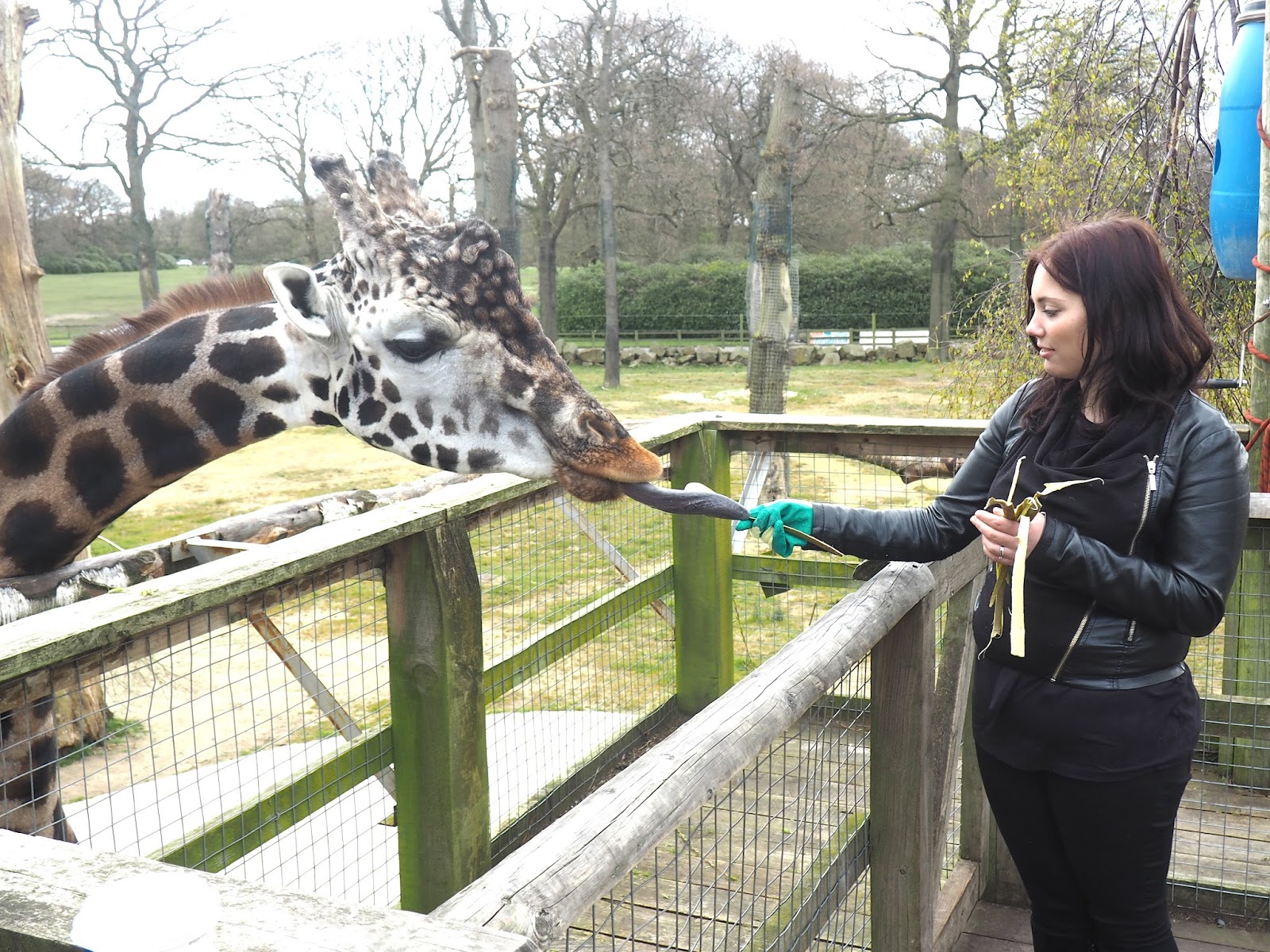 knowsley safari park feed giraffes