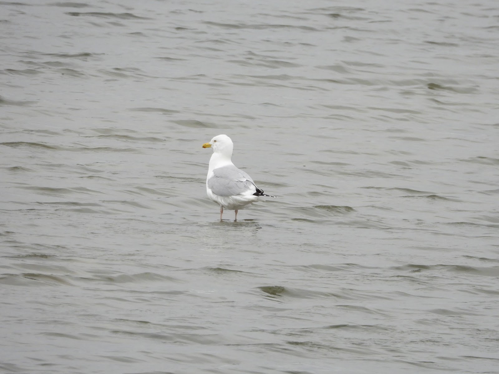 Bird & Travel Photos, Birding Sites, Bird Information HERRING GULL IN
