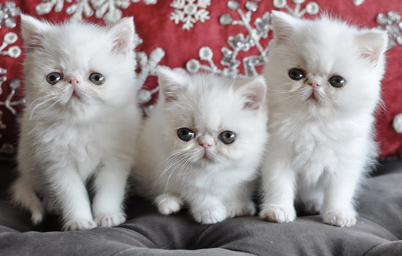Exotic Shorthairs and Persians in Idaho Kittens on their way! White