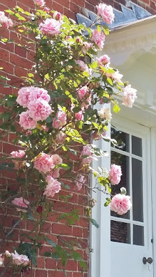 Picture of the back door, with a rose bush covered in pink roses next to it, since moving to the country