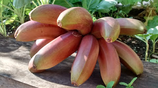 Banana roxa, banana vermelha, banana são tomé