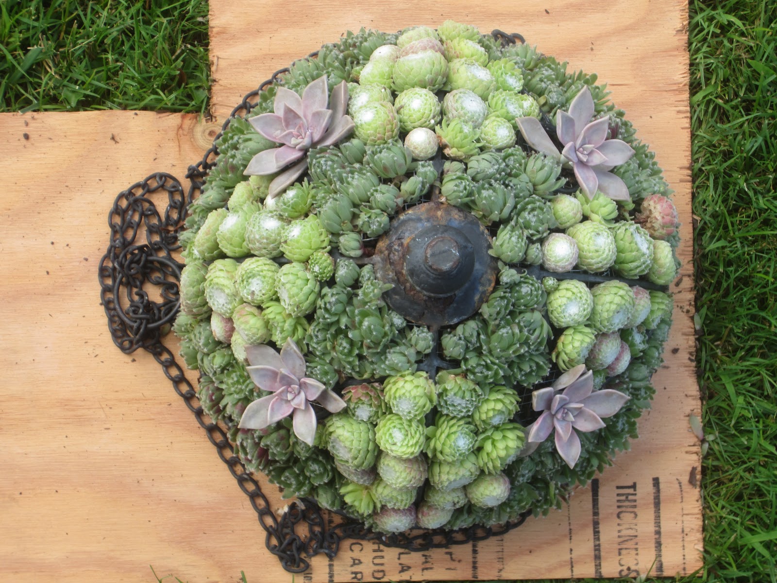 Another Green World Hanging Baskets with Succulents