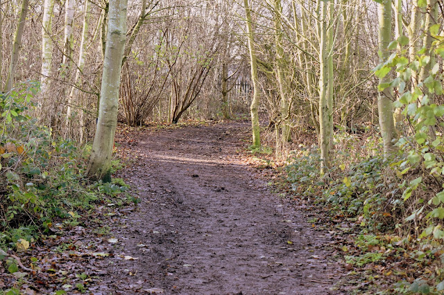 Early Spring In The Woods