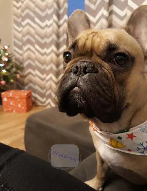 Świąteczna chustka dla psa szycie DIY - blog DIY Adzik tworzy