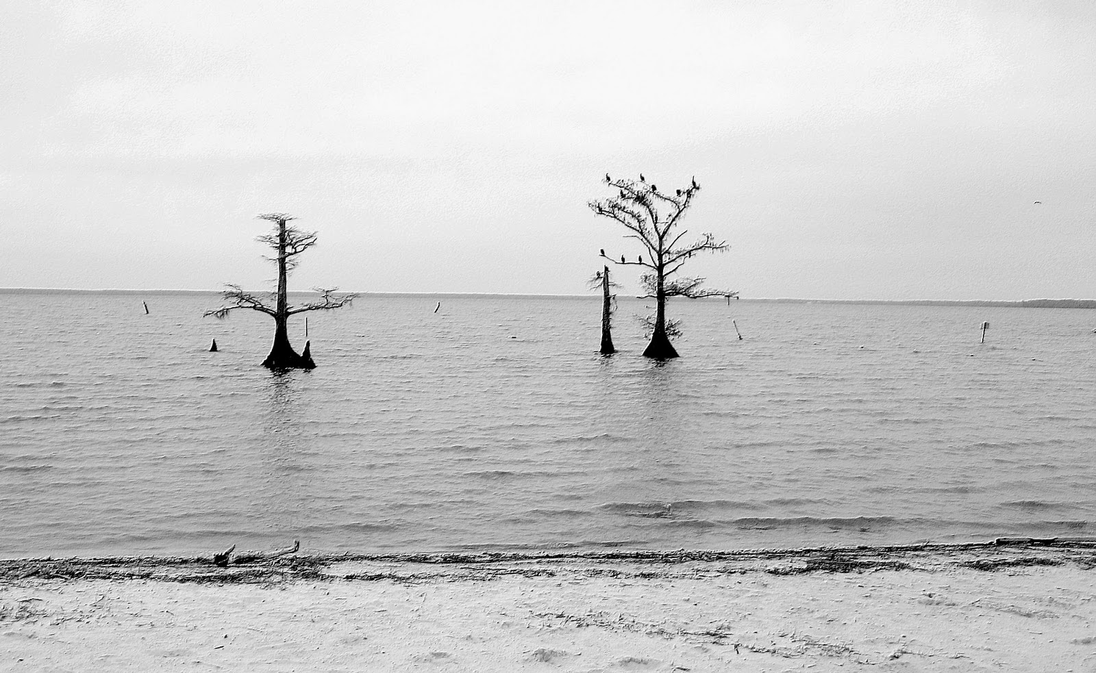 Living Rootless City, Part 1 Lake End Beauty