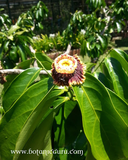 Napoleona imperialis, Napoleons Hat flower