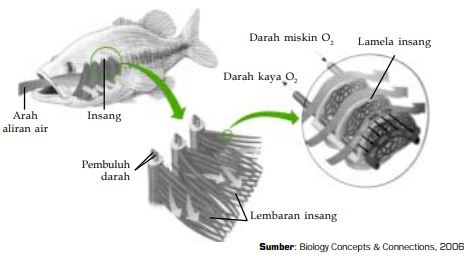 Sistem Pernapasan Pada Ikan Pisces