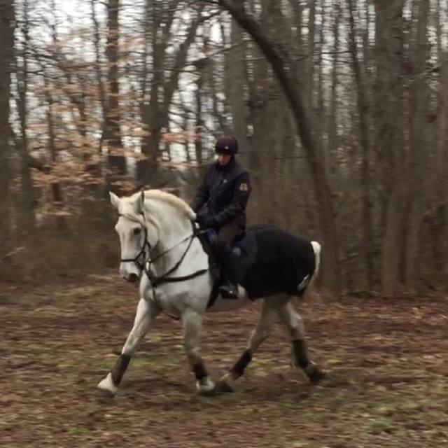 The Jumping Percheron How to Dress a Draft Horse