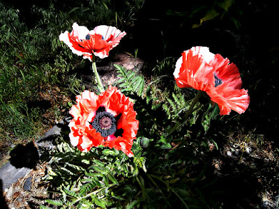 Photo of peach-colored poppies by J.D.