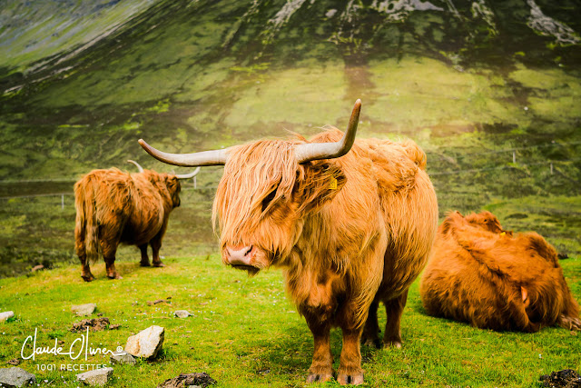 Notre voyage au pays du Haggis, suite et fin !