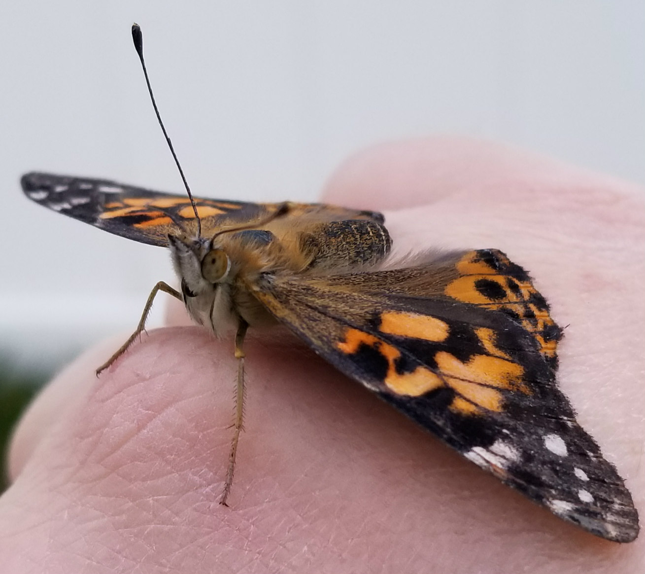 A GEEK DADDY INSECT LORE LIVE BUTTERFLY KITS