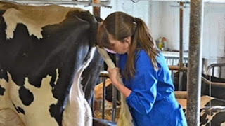First-year veterinary students were attending their first anatomy class with a real dead cow. They all gathered around the surgery table with the body covered with a white sheet.  The professor started the class by telling them, "In Veterinary medicine it is necessary to have two important qualities as a doctor. The first is that you not be disgusted by anything involving an animal's body." For an example, the professor pulled back the sheet, stuck his finger into the butt of the cow, withdrew it, and stuck his finger in his mouth. "Go ahead and do the same thing," he told his students.  The students freaked out, hesitated for several minutes, but eventually took turns sticking a finger in the butt of the dead cow and, sucked on it.......followed by assorted gagging, retching and spitting.  When everyone had finished wiping their faces, the Professor looked at them and said, "The second most important quality is observation. I stuck in my middle finger and sucked on my index finger. Now learn to pay attention. Life is tough but it's even tougher if you're stupid."