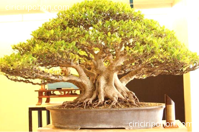 Ciri Ciri Pohon Bonsai Beringin