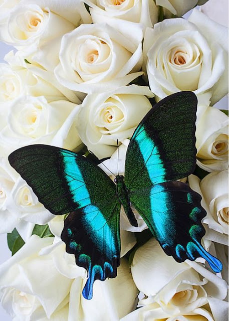 Whatsapp DP Images Butterfly