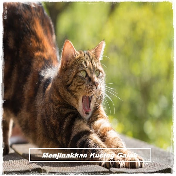 Cara Menjinakkan Kucing Galak, Liar atau Baru di Adopsi Cara Menjinakkan Kucing Galak, Liar atau Baru di Adopsi