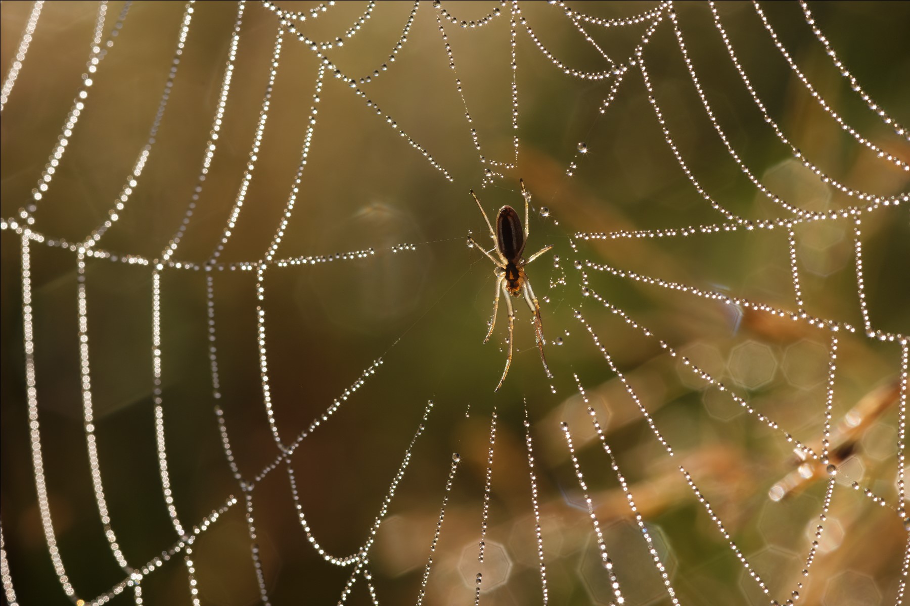 Sigma 105mm f/2.8 EX DG Macro, Spider Web, Dew