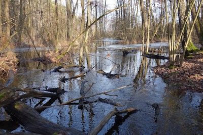 szlak czarny: roztopy na terenach podmokłych