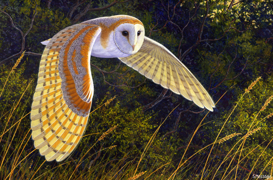 barn-owl.jpg (550×364)