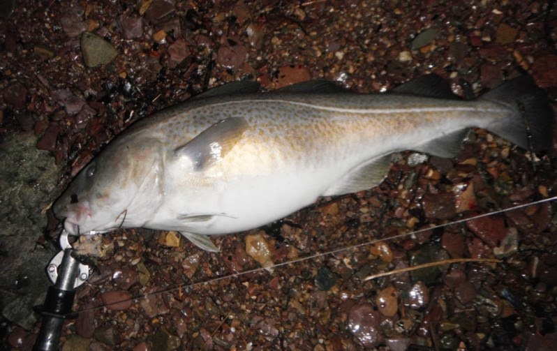 South Coast Bass by RockHunter: A late cod run