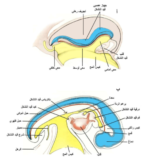 الشكل 19-1: تطور الجهاز الهضمي: أ) المراحل المبكرة، ب) المراحل المتأخرة حيث يبدأ تشكل الفم والشرج المنتظرين كما تبدأ الغدد في الظهور ويميل كيس المح إلى الانفصال.